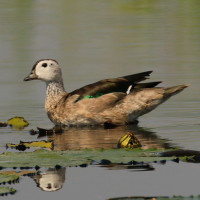 Cotton Pygmy-Goose